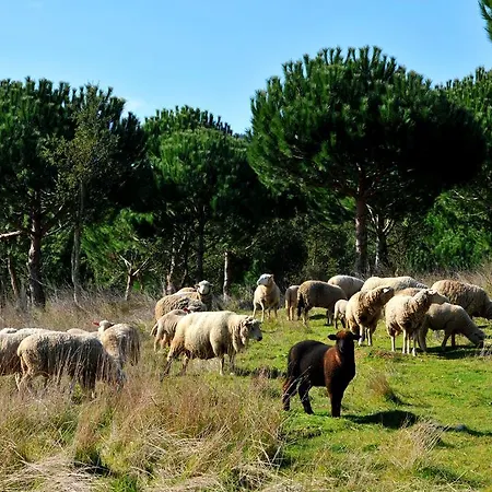 Doma Portugal Mafra